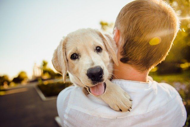 How To Choose a Pet Product Fulfillment Services Partner?