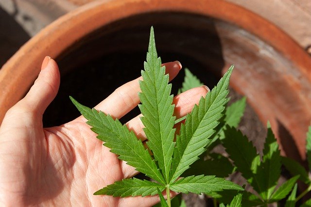 How Does CBD Supplements Fulfillment Work?