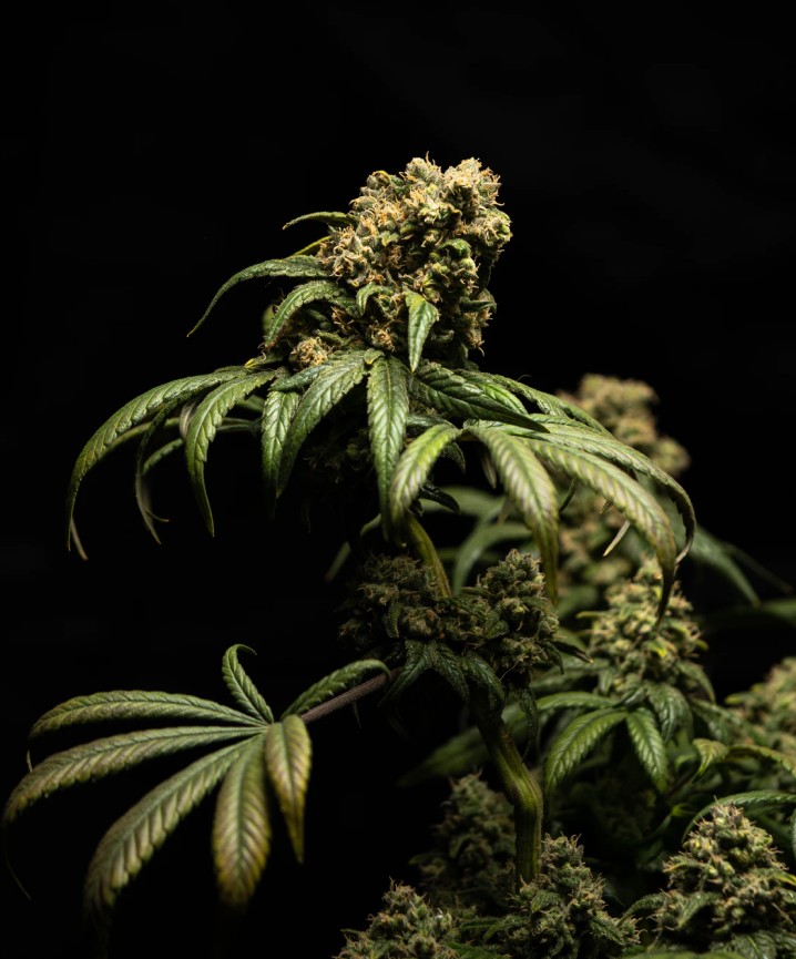 cbd5