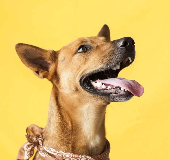 Pet Supplies Fulfillment Services