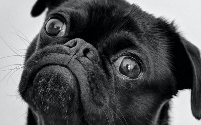 Fetch the Right 3PL For Your Pet Care Brand