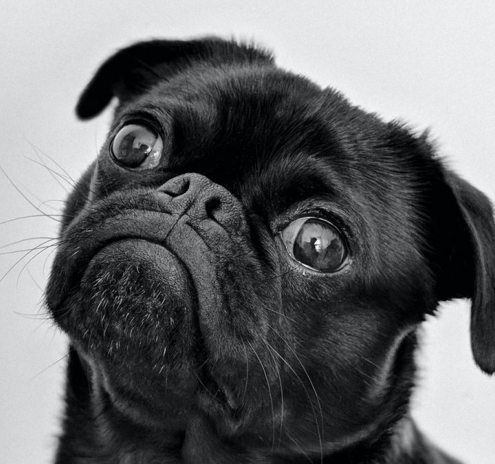 Fetch the Right 3PL For Your Pet Care Brand