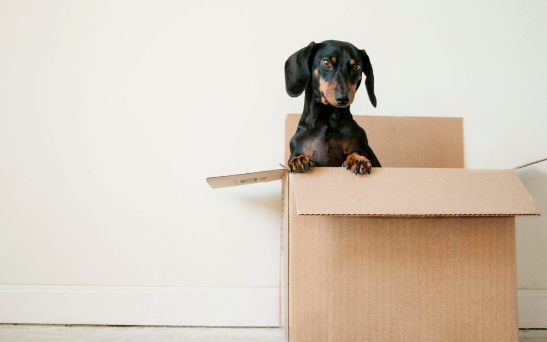 Ways A 3PL Fulfillment Services Provider Can Help Grow Your Online Pet Supply Business