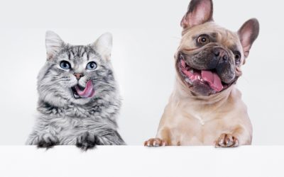 Fetching Success: ShipWizard’s Pet Care Fulfillment Unleashed!